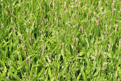 ProGreen® 8 Schaf- und Kleintierweide: Spitzwegerich als Bestandteil der Mischung