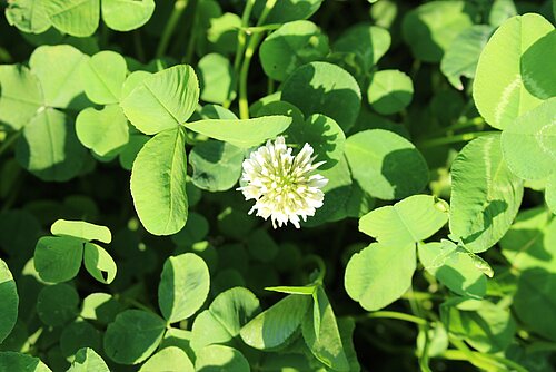 ProGreen WA 30 Wildacker Trio: Weißklee als Bestandteil der Mischung