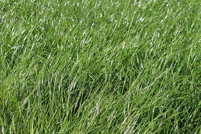 MehrGras 540: Deutsches Weidelgras als Bestandteil der Saatgutmischung