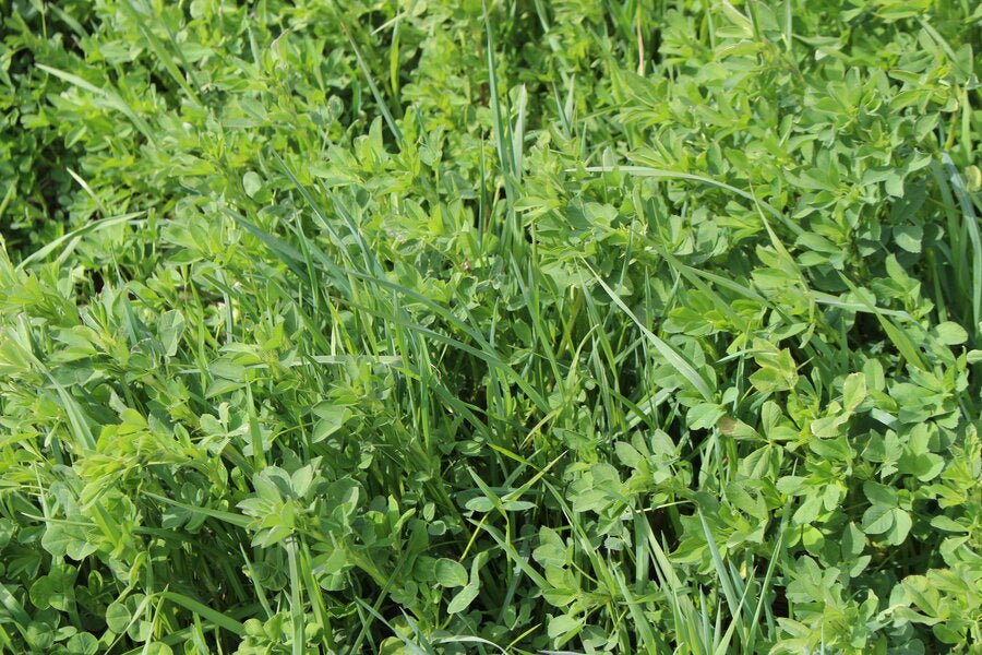 MehrGras 800: etablierter Bestand nach der Aussaat