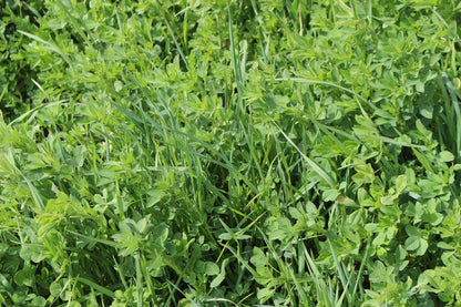 MehrGras 800: etablierter Bestand nach der Aussaat