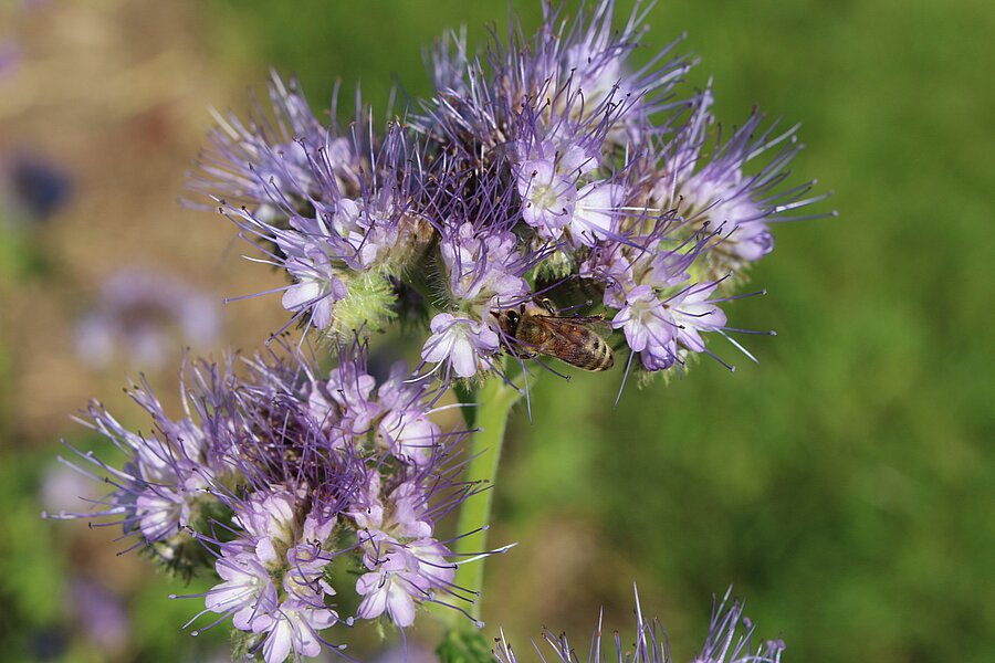 Phacelia ZS – Pflanzenbestand nach der Aussaat