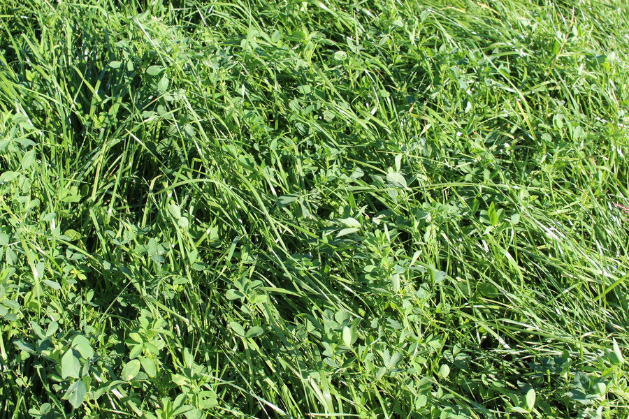 ProGreen 10 Grünlandbestand für trockene und sommertrockene Standorte