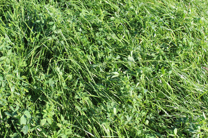 ProGreen 10 Grünlandbestand für trockene und sommertrockene Standorte