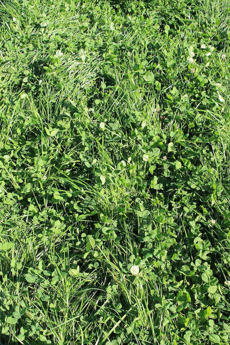 ProGreen® 2 mit Klee: etablierter Grünlandbestand