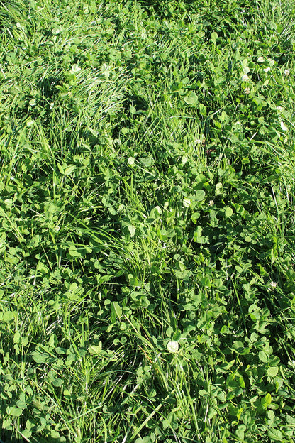 ProGreen® 2 mit Klee: etablierter Grünlandbestand