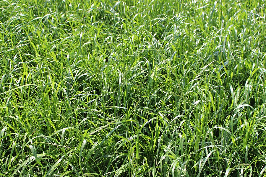 ProGreen FU 4 Sommergras im etablierten Bestand