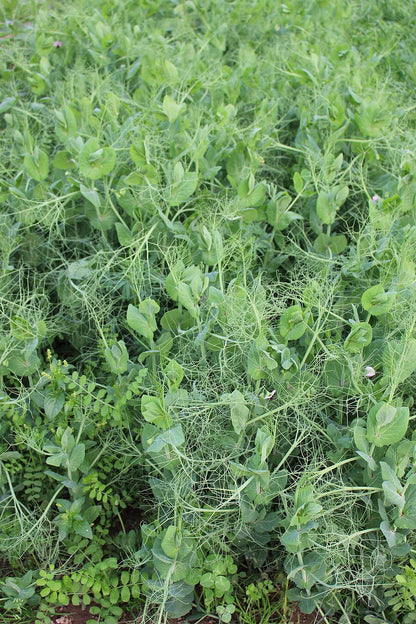 ProGreen FU 5 Hülsenfrucht-Gemenge: zweite Bestandsaufnahme
