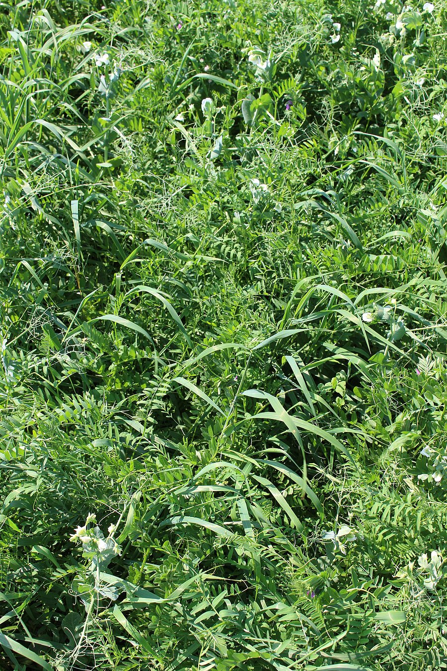 ProGreen WA 10 Notzeitbrücke: etablierter Wildackerbestand