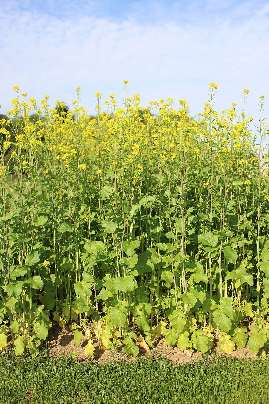 Sareptasenf ZS – Pflanzenbestand nach der Aussaat