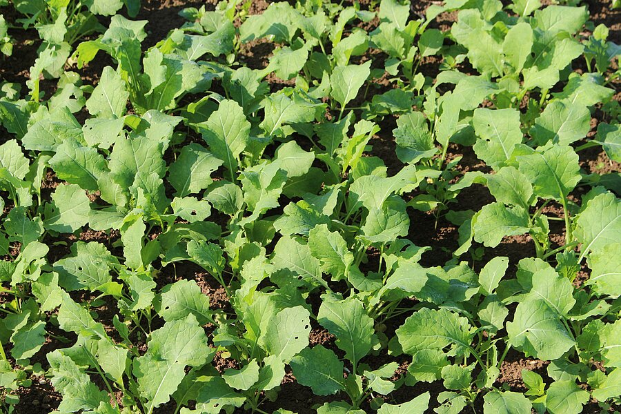 Sommerfutterraps ZS – Pflanzenbestand nach der Aussaat