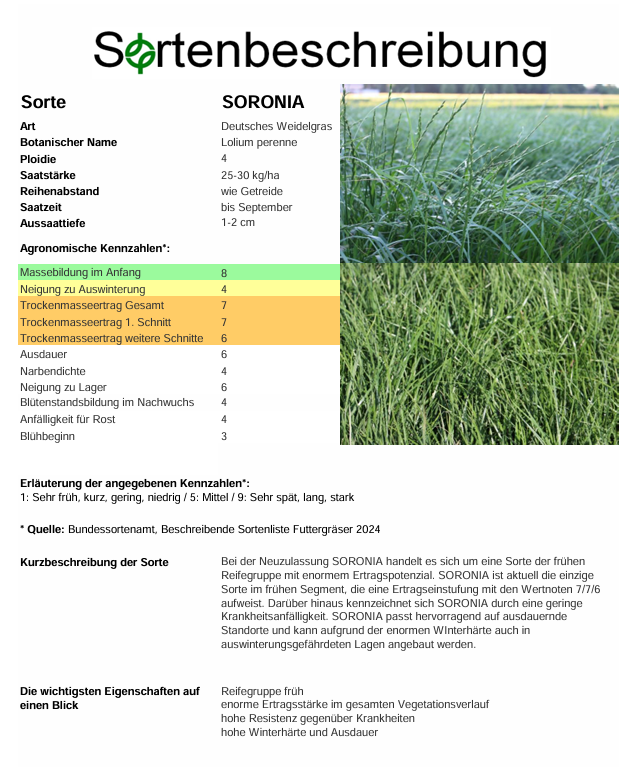 SORONIA, t. Deutsches Weidelgras - Lolium perenne