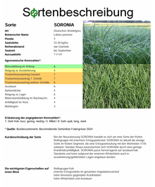 SORONIA, t. Deutsches Weidelgras - Lolium perenne