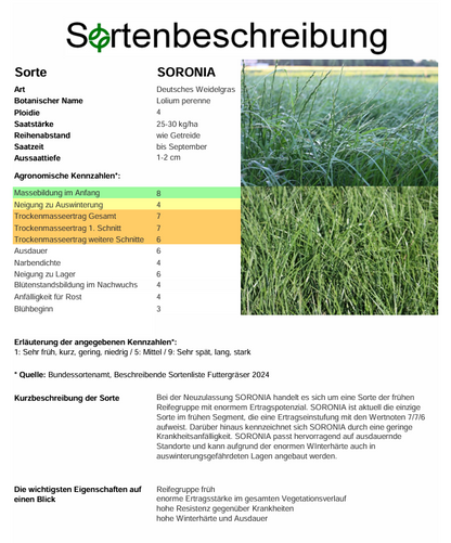 SORONIA, t. Deutsches Weidelgras - Lolium perenne