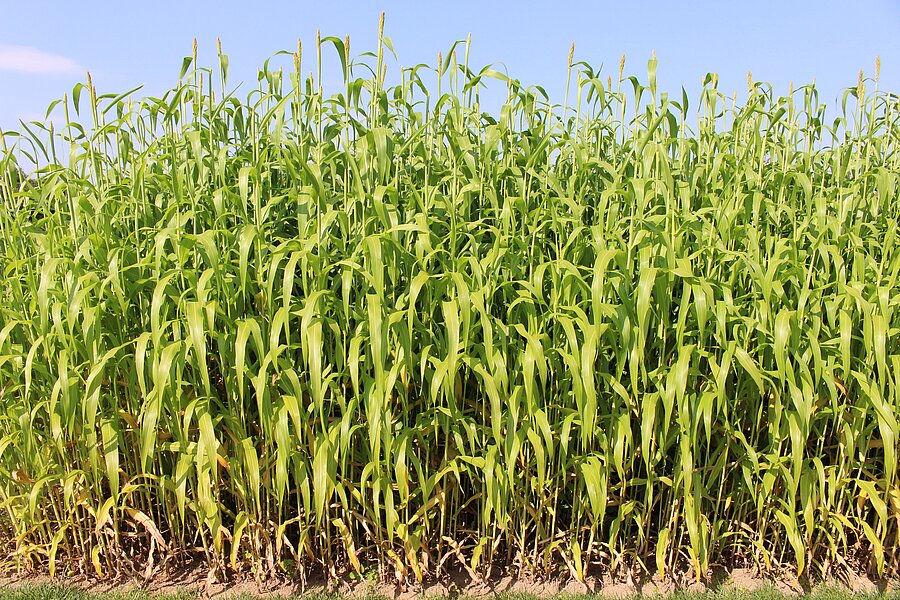 Sudangras ZS – Pflanzenbestand