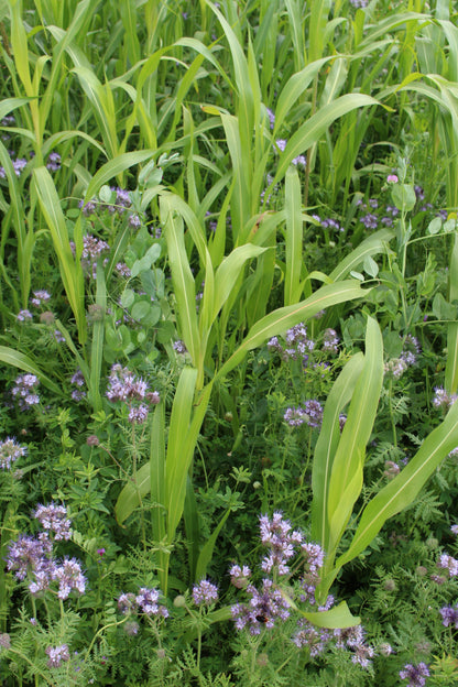 Terra Gold TG 1 Humus Zwischenfruchtbestand auf dem Acker