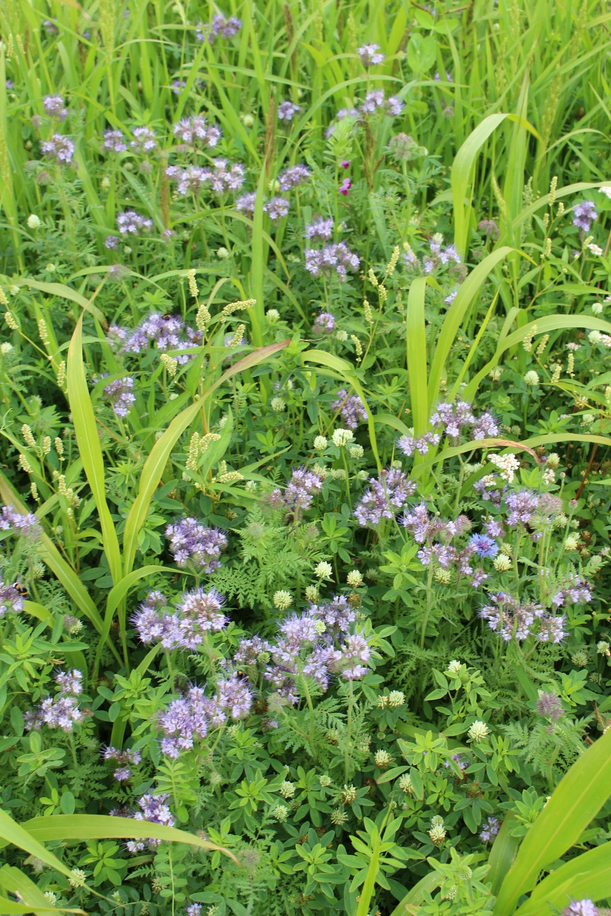 Terra Gold TG 1 Humus Zwischenfruchtbestand auf dem Acker