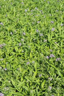 Terra Gold TG 11 Streufix Zwischenfruchtbestand auf dem Acker