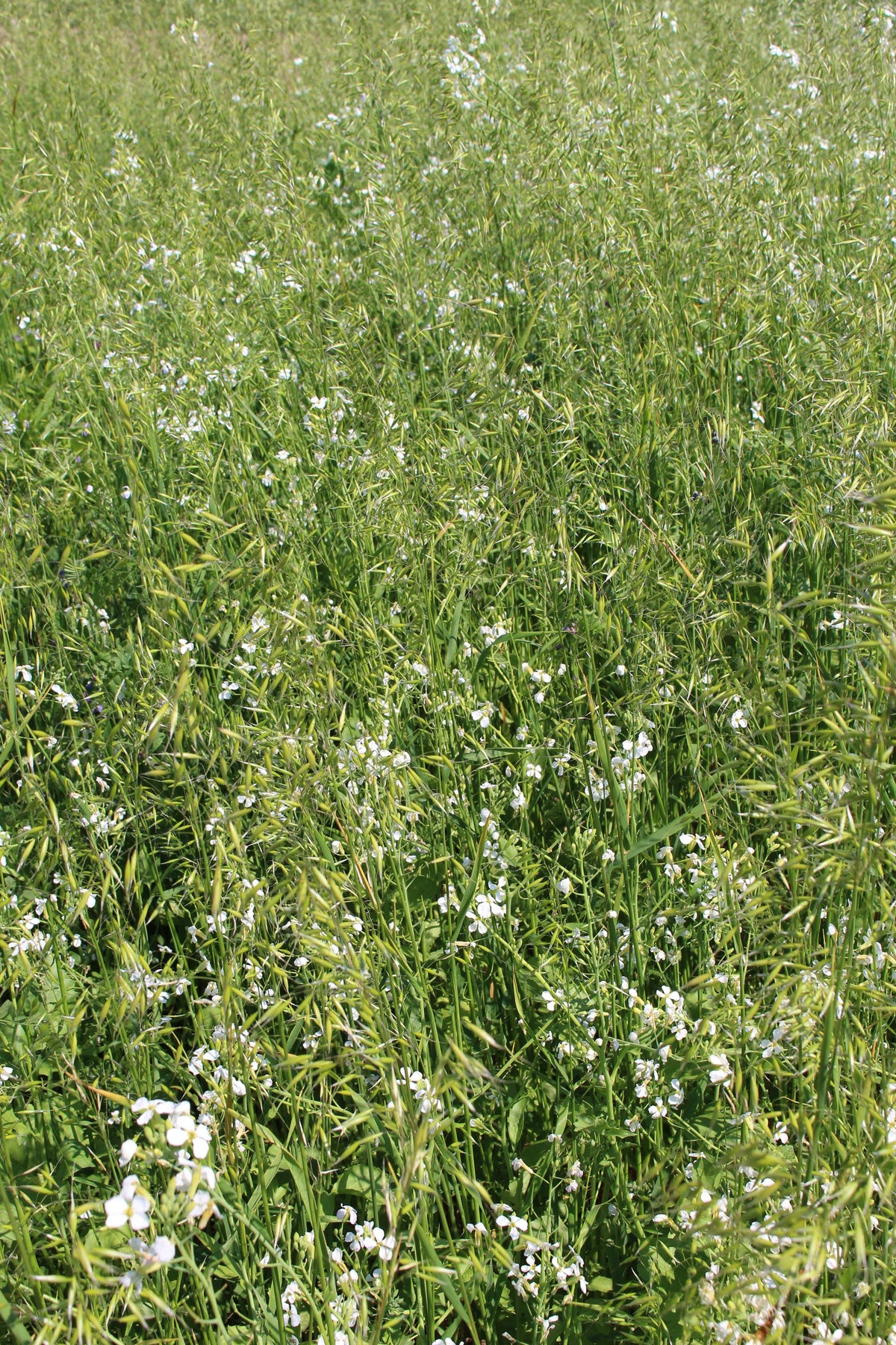 Terra Gold TG 13 GemüseFit Zwischenfruchtbestand auf dem Acker