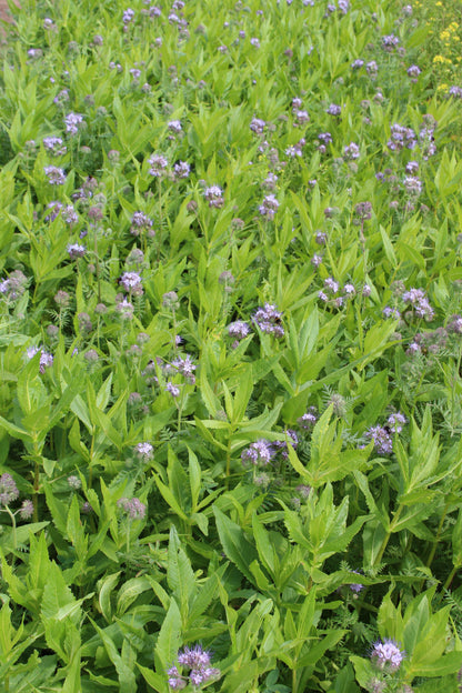 Terra Gold TG 15 GreeningFit Zwischenfruchtbestand auf dem Acker
