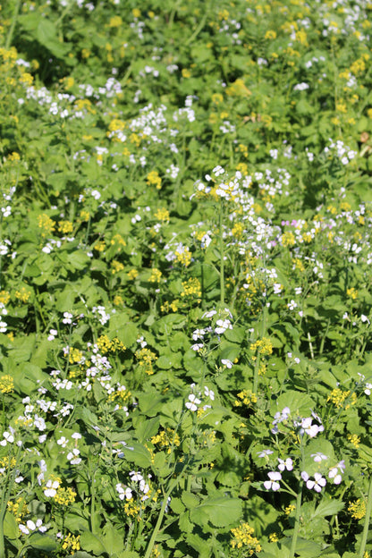 Terra Gold TG 2 Rübenfit Zwischenfruchtbestand auf dem Acker