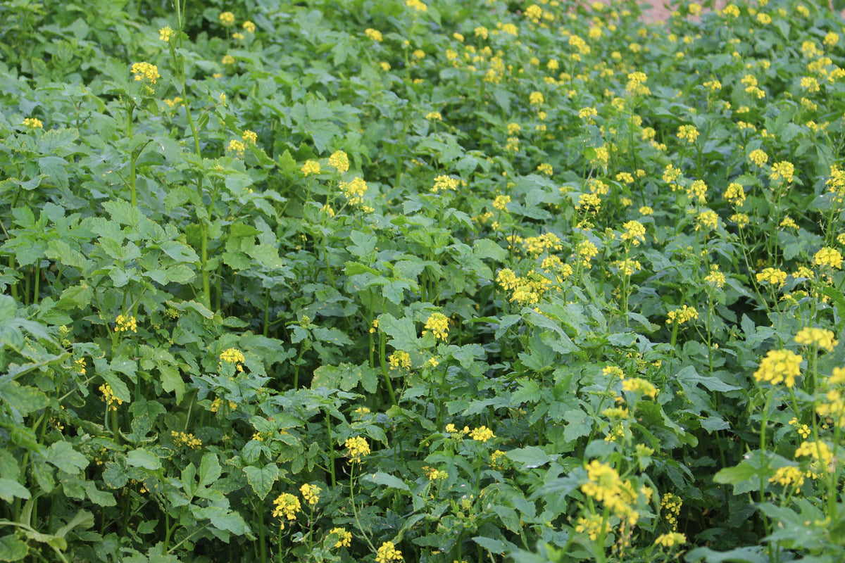 Terra Gold TG 24 BlitzStart Zwischenfruchtbestand auf dem Acker