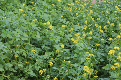 Terra Gold TG 24 BlitzStart Zwischenfruchtbestand auf dem Acker