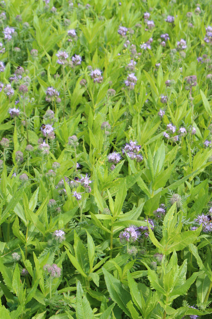 Terra Gold TG 25 Allround Zwischenfruchtbestand auf dem Acker