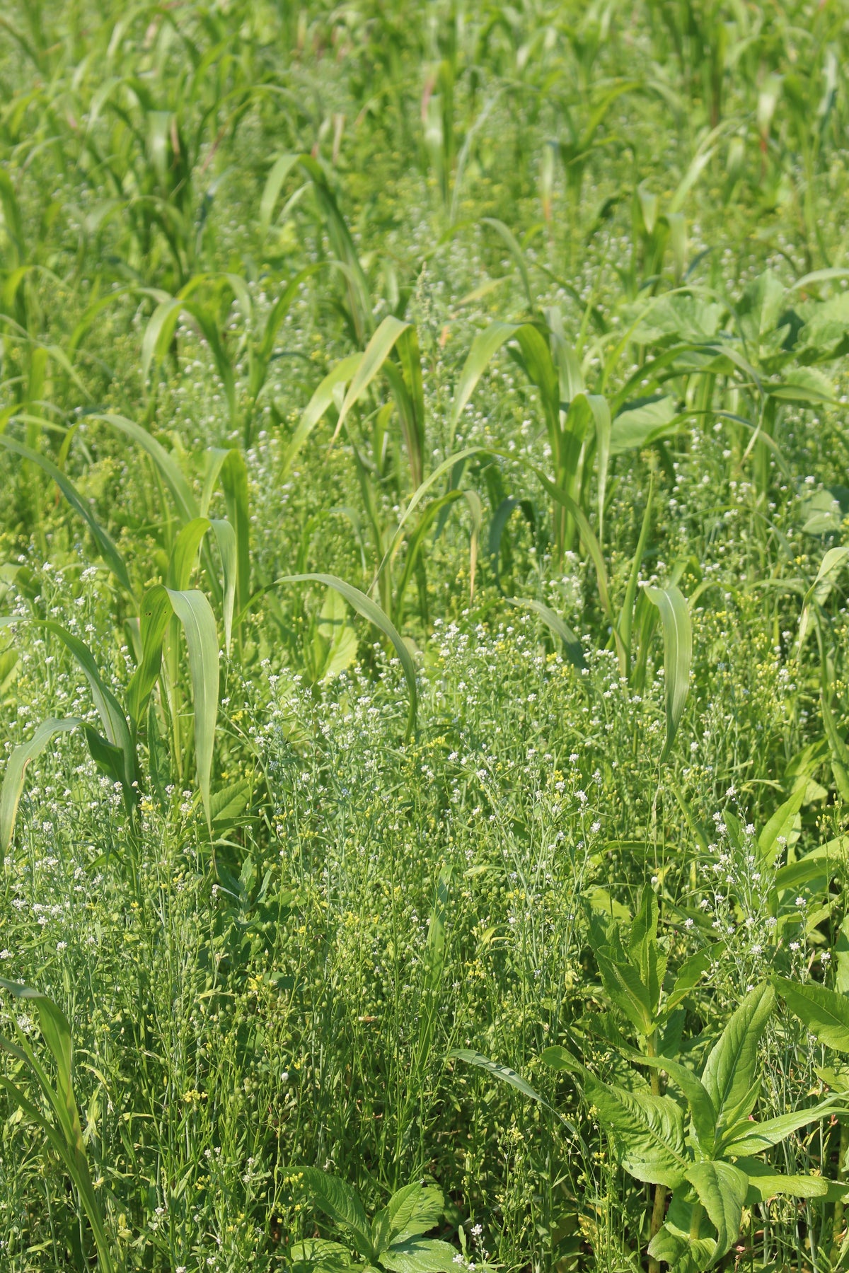 Terra Gold TG 26 HotSummer Zwischenfruchtbestand auf dem Acker