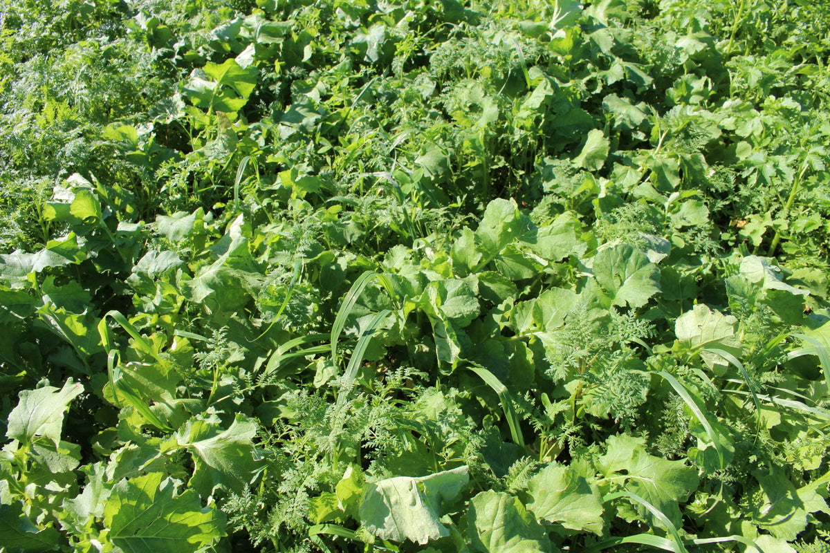Terra Gold TG 3 Solara Zwischenfruchtbestand auf dem Acker
