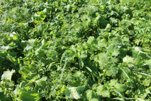 Terra Gold TG 3 Solara Zwischenfruchtbestand auf dem Acker