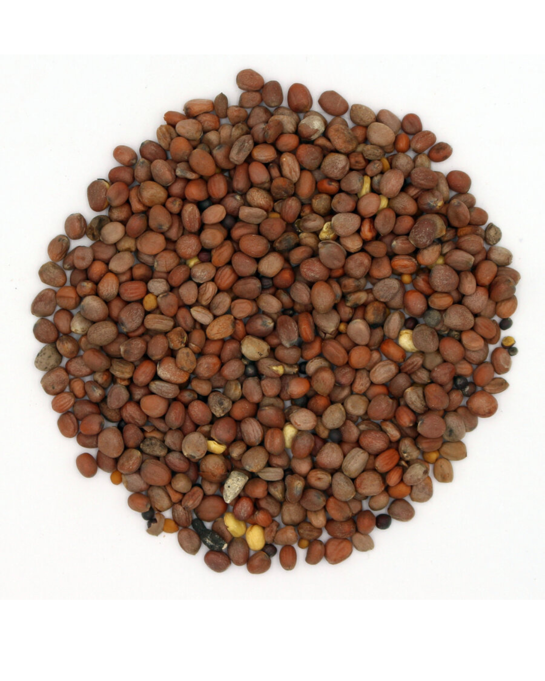Terra Gold TG 5 Biofum Saatgutmischung im gelieferten Zustand