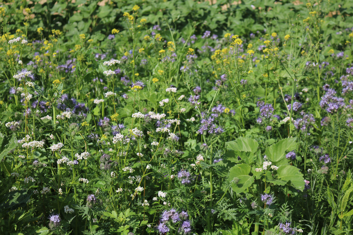 Terra Gold TG 7 Aqua Zwischenfruchtbestand auf dem Acker