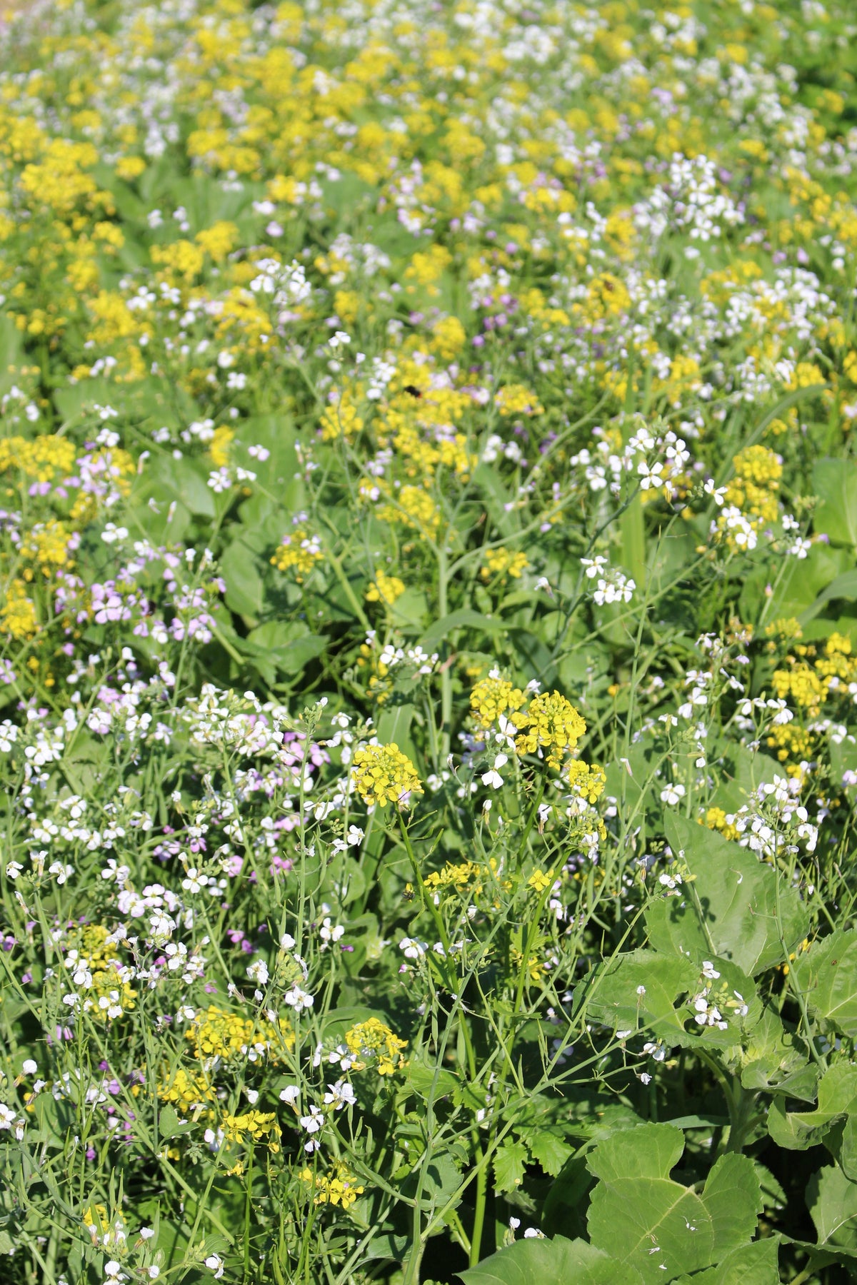 Terra Gold TG 7 Aqua Zwischenfruchtbestand auf dem Acker