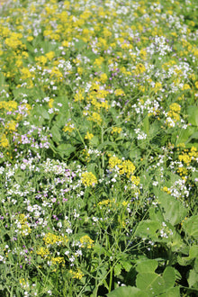 Terra Gold TG 7 Aqua Zwischenfruchtbestand auf dem Acker