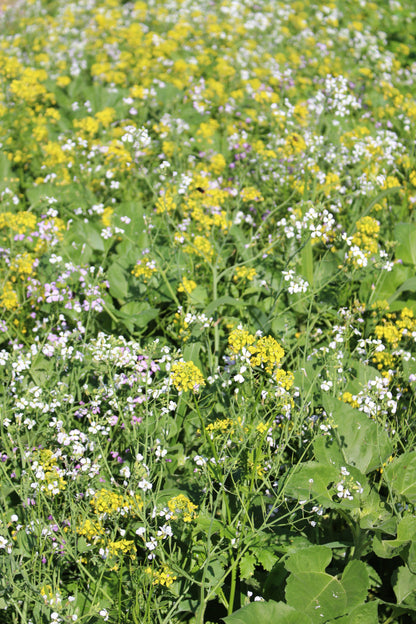 Terra Gold TG 7 Aqua Zwischenfruchtbestand auf dem Acker