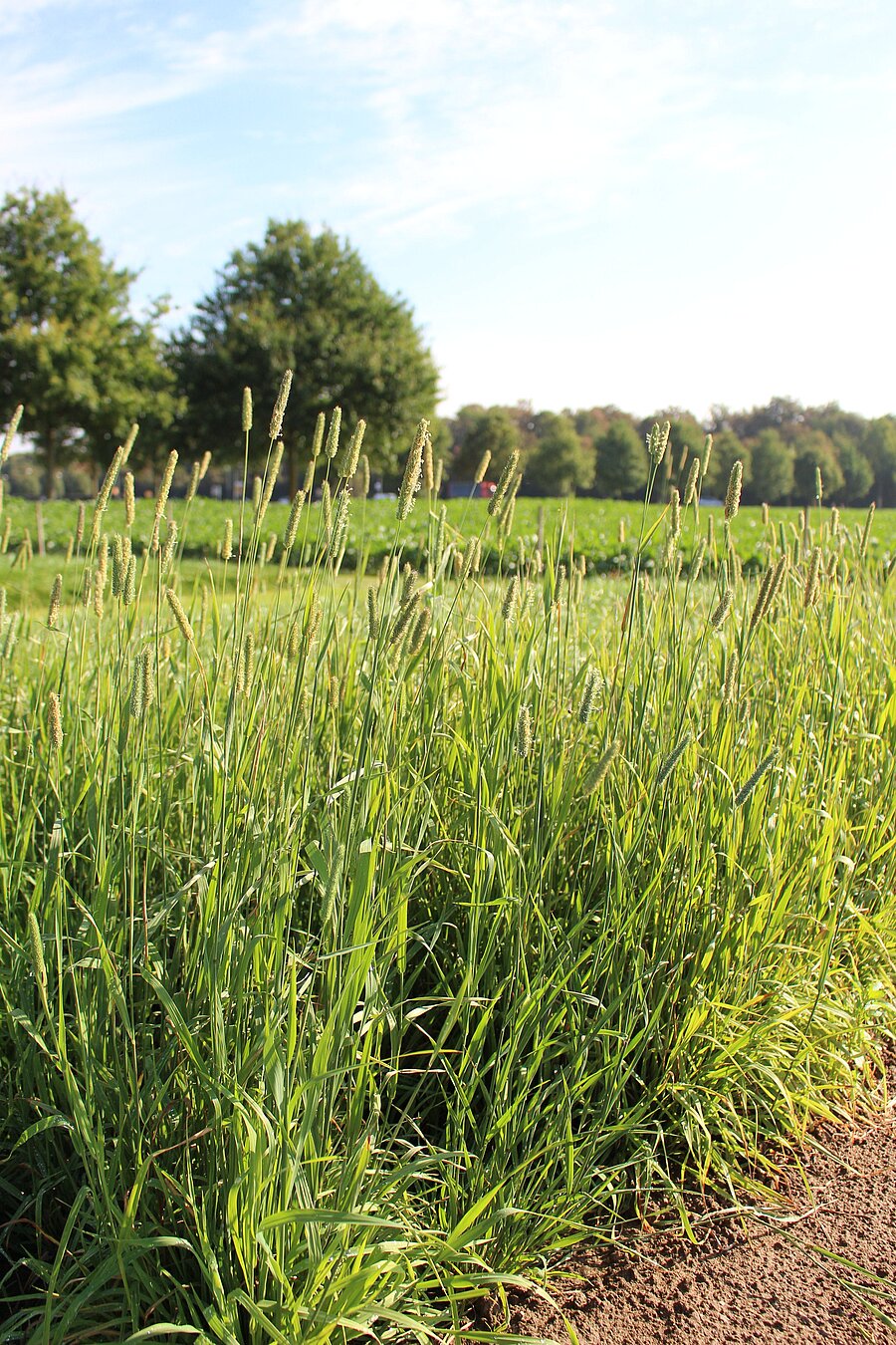 Wiesenlieschgras ZS – Pflanzenbestand