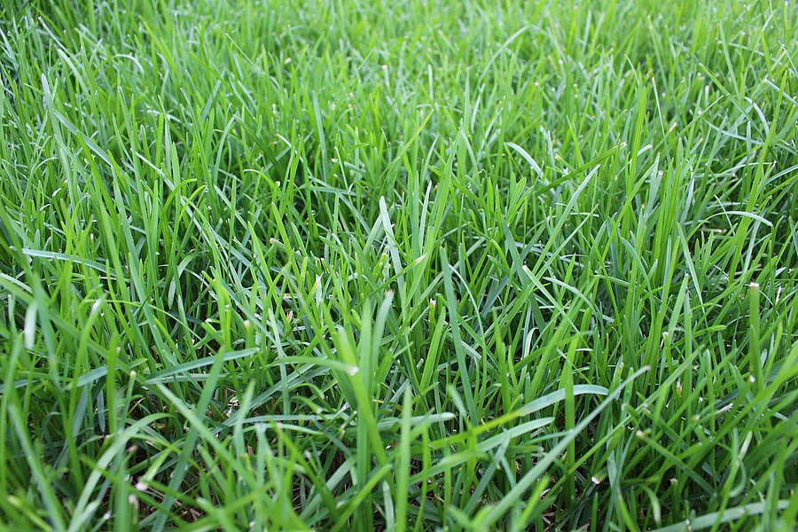 Wiesenrispe ZS – Pflanzenbestand