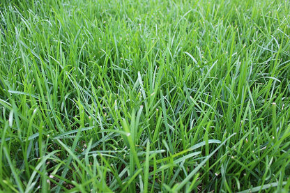 Wiesenrispe ZS – Pflanzenbestand