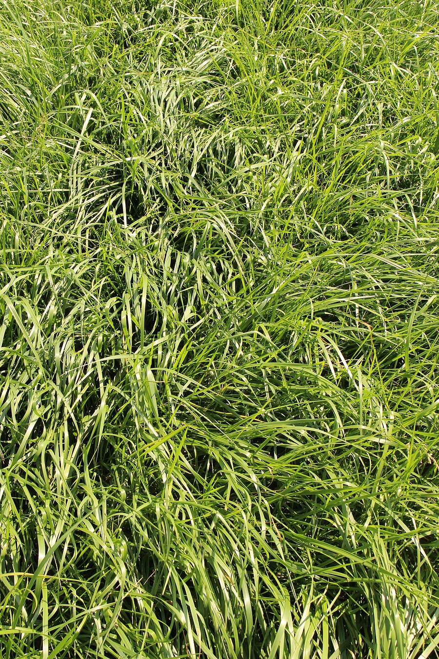 Wiesenschwingel ZS – Pflanzenbestand